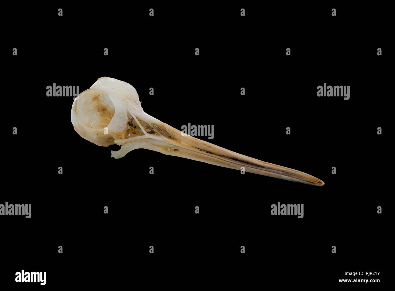 Bécasse des bois (Scolopax rusticola), d'oiseaux crâne avec fond blanc Banque D'Images