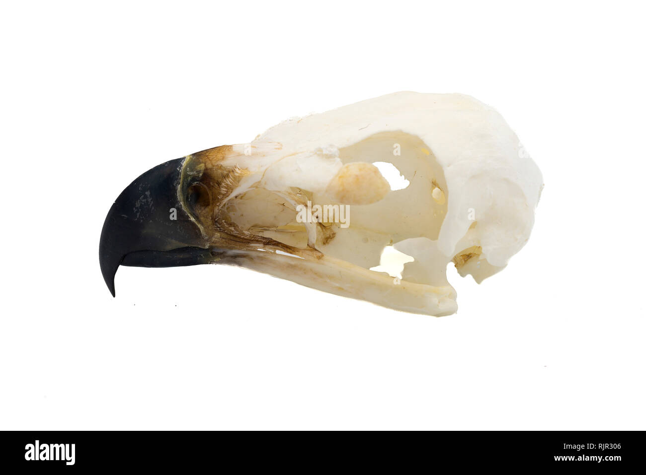 L'Aigle royal (Aquila chrysaetos) crâne d'oiseau avec un fond blanc Banque D'Images