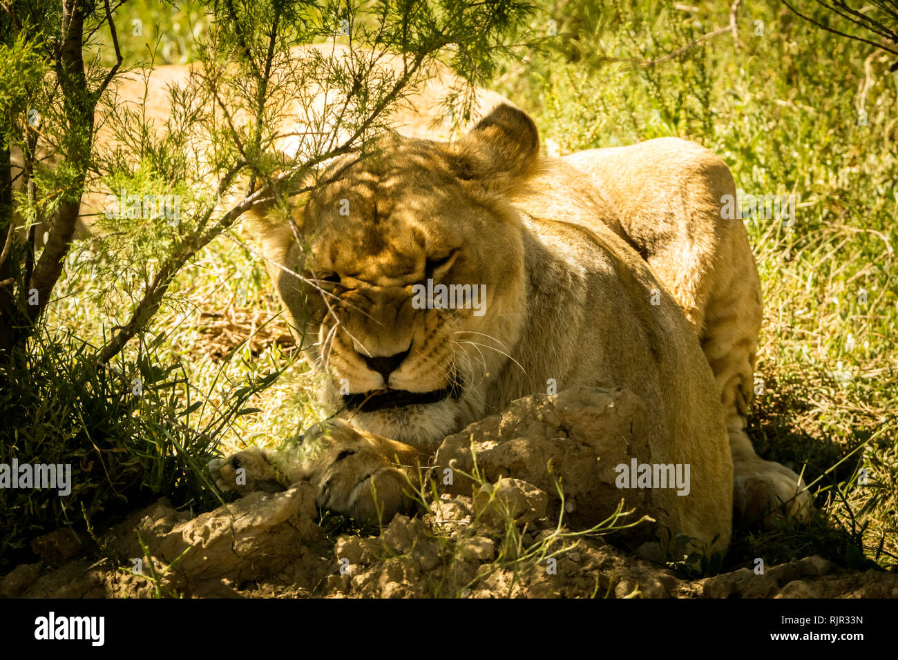 Les Lions fixant au soleil Banque D'Images