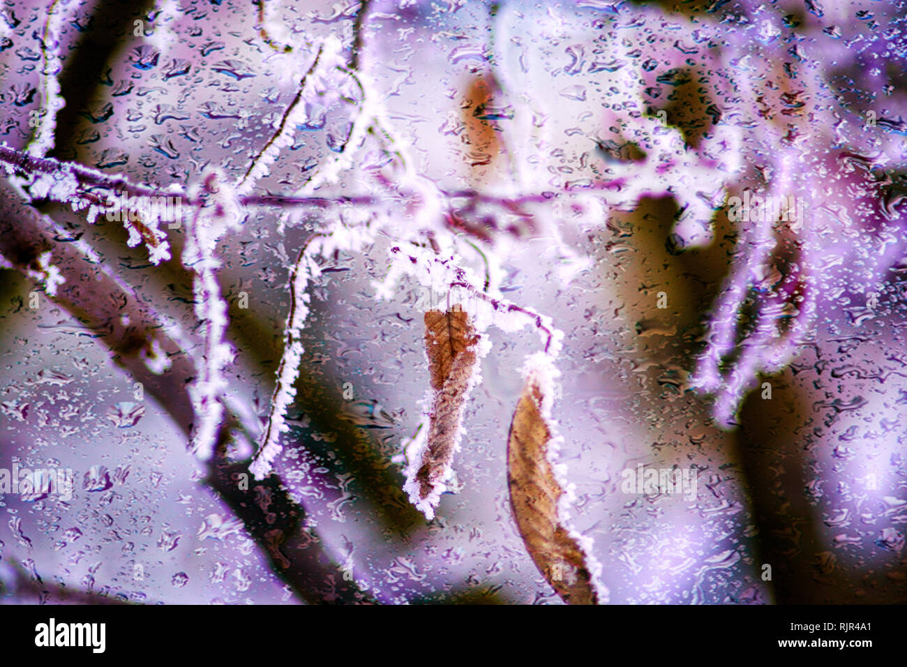Concept : glace congelée crystales sur les feuilles Banque D'Images