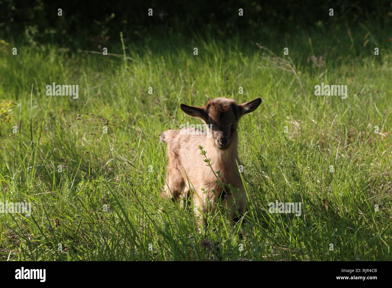 Goatling / Petit chèvre dans l'herbe Banque D'Images