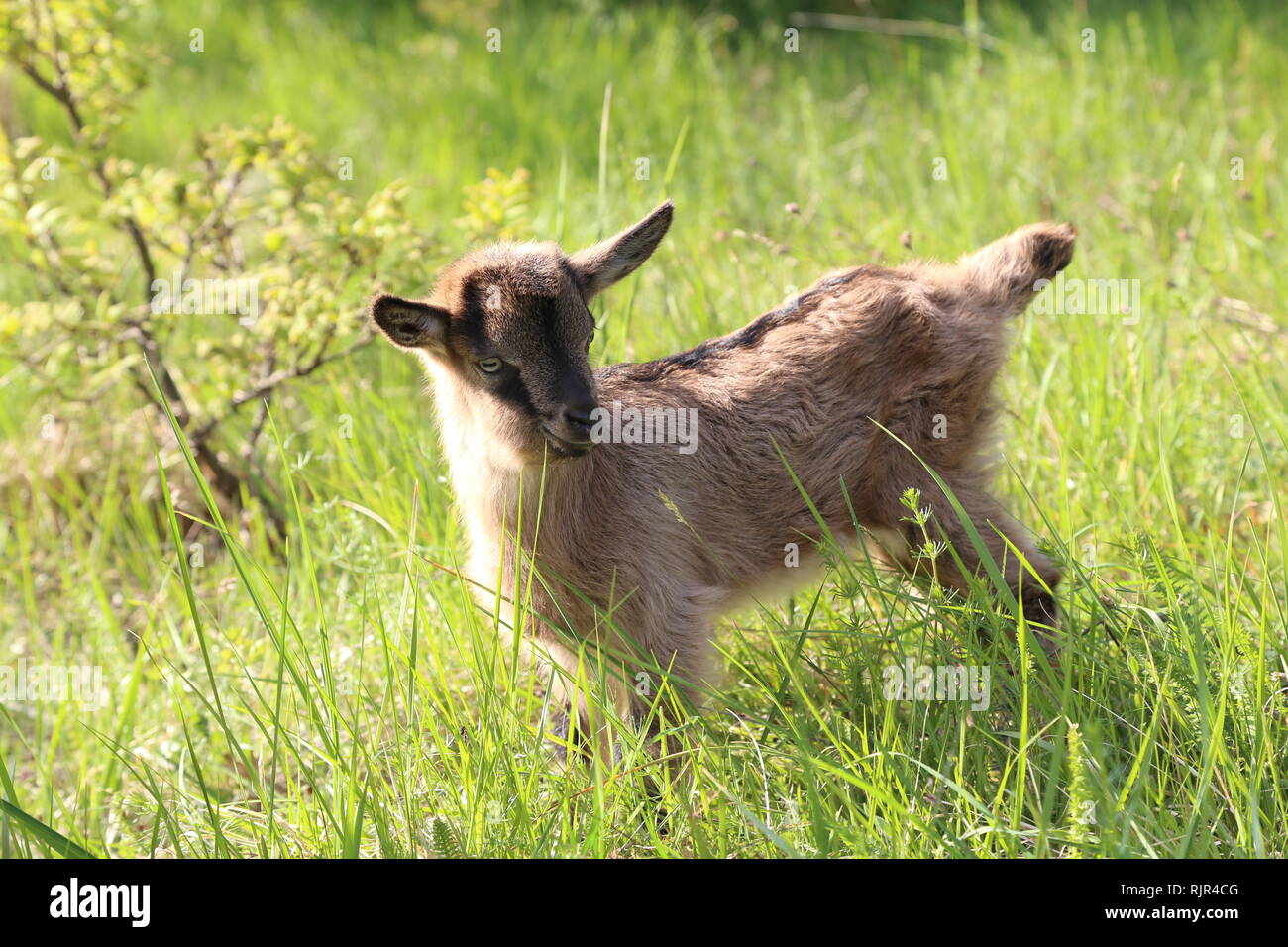 Goatling / Petit chèvre dans l'herbe Banque D'Images