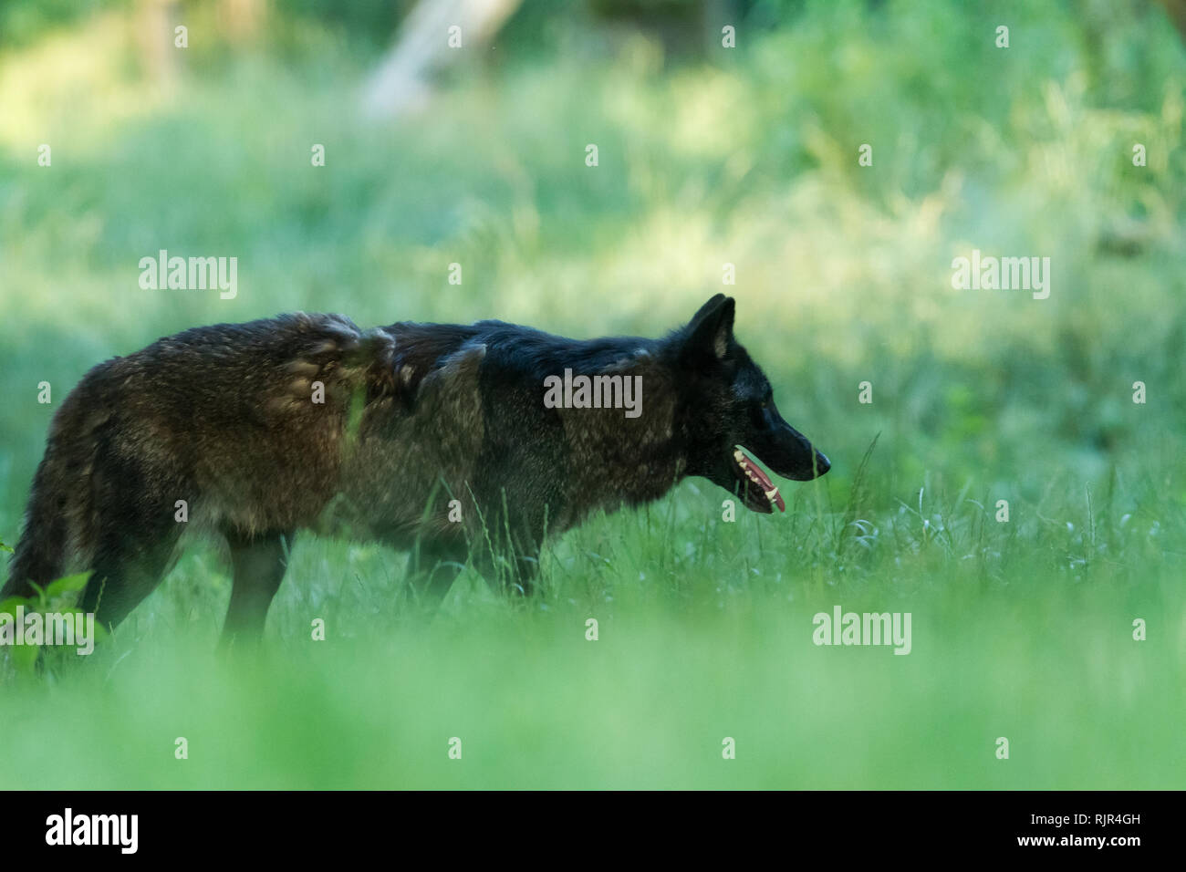 Loup noir dans la forêt Banque D'Images