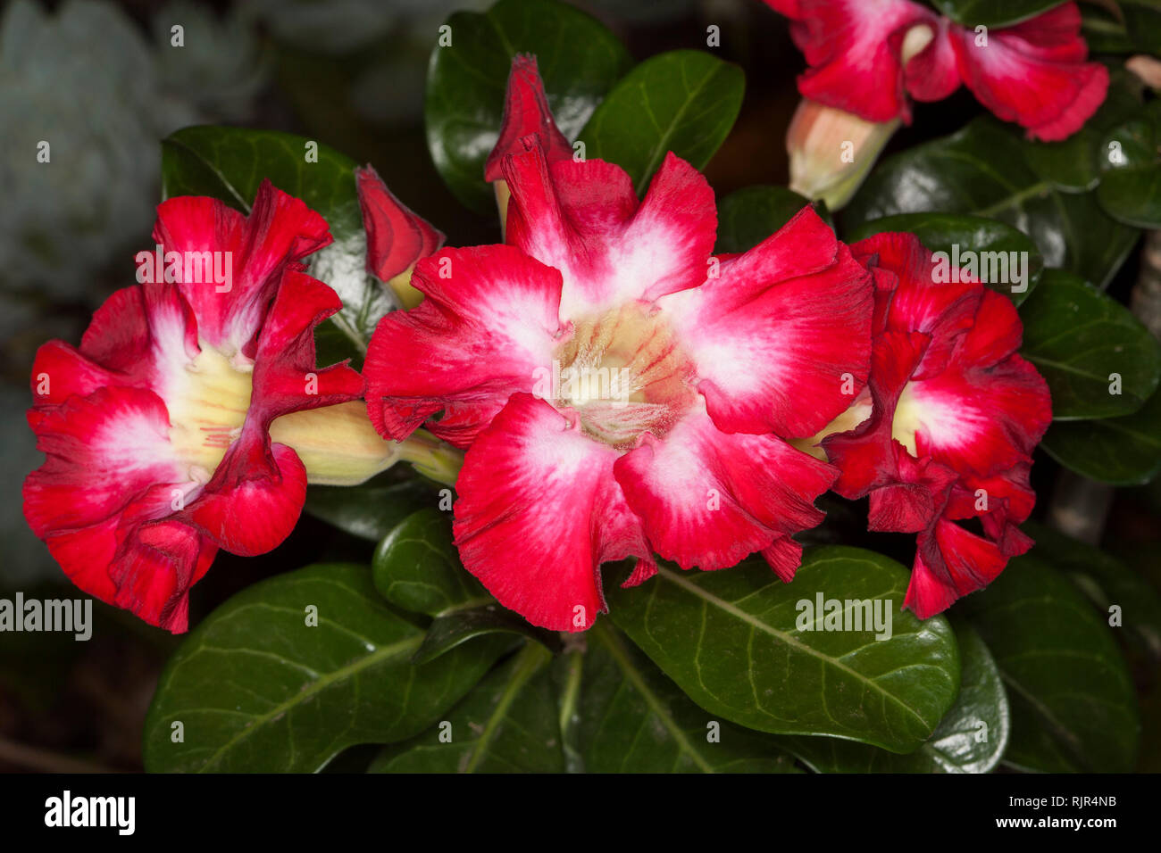 Grappe de fleurs rouges et blanches d'Adenium obesum, Rose du désert africain, sur fond de feuilles vert foncé Banque D'Images
