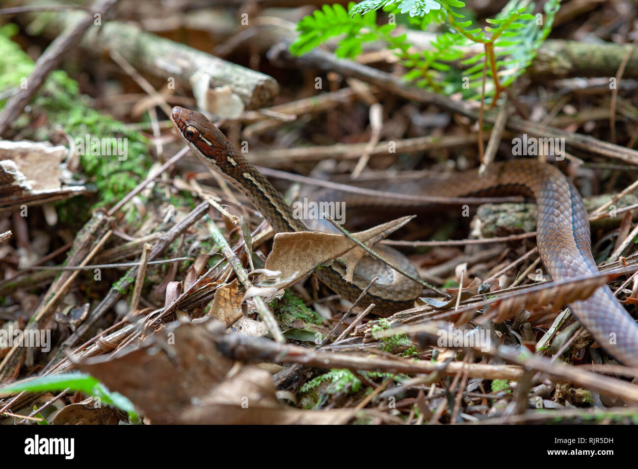Serpent brun gracieux orné (Rhadinaea decorata) dans une forêt tropicale, le Costa Rica Banque D'Images