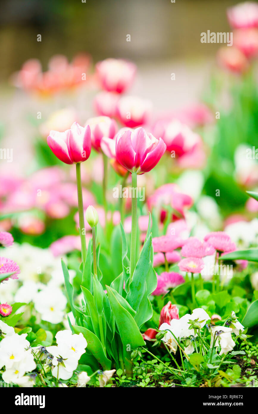 Tulipes colorées dans le jardin de fleurs Banque D'Images
