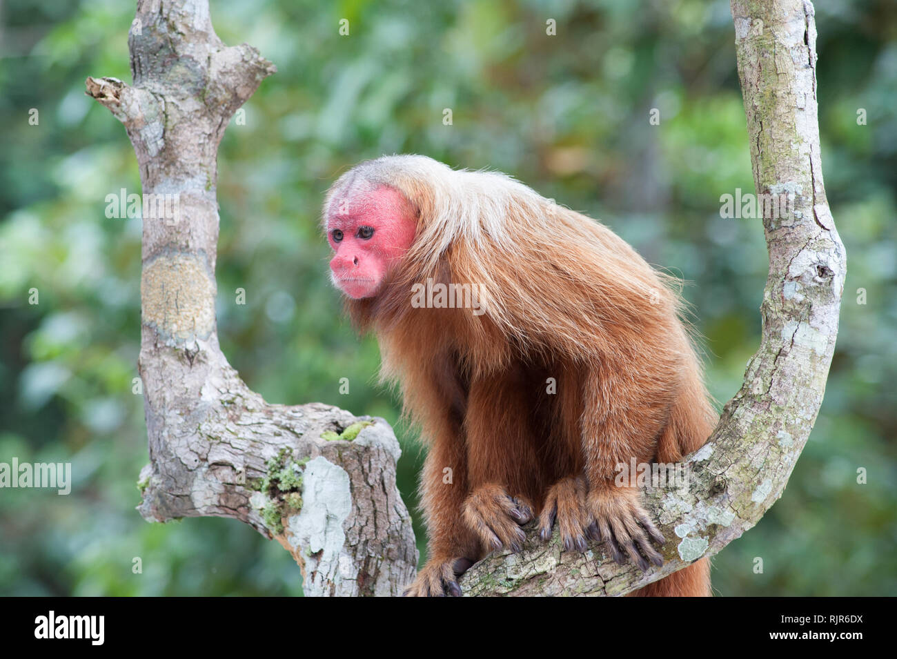 Uakari, red monkey face au Brésil Banque D'Images