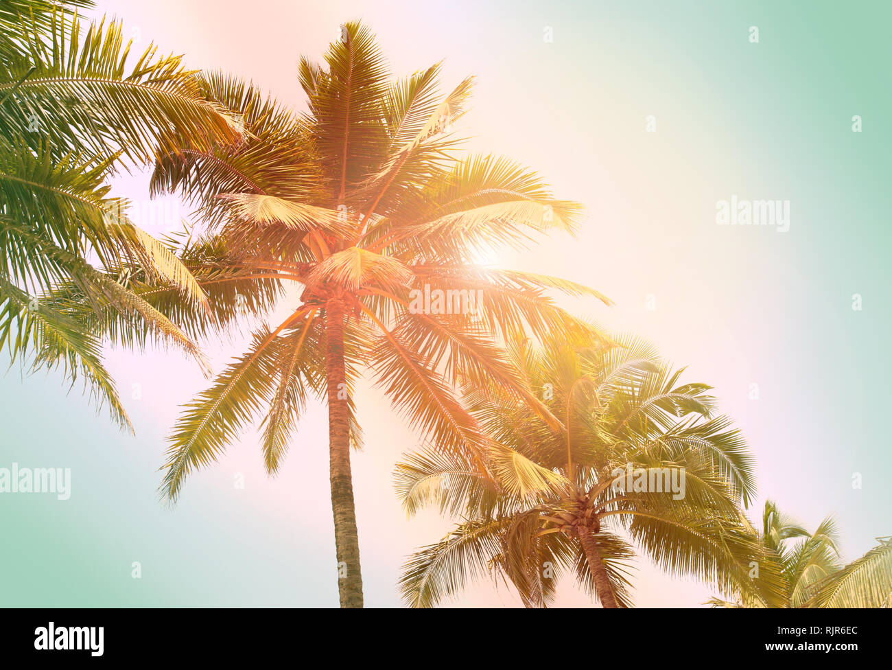 Palmiers et soleil brillant, teinté de fond tropical Banque D'Images