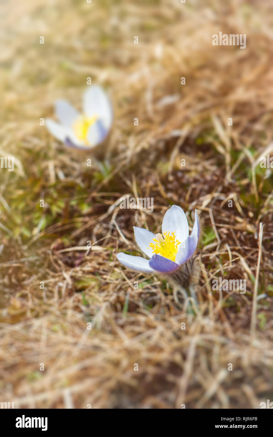 Belles fleurs crocus au printemps dans les montagnes autrichiennes, Alpes Banque D'Images