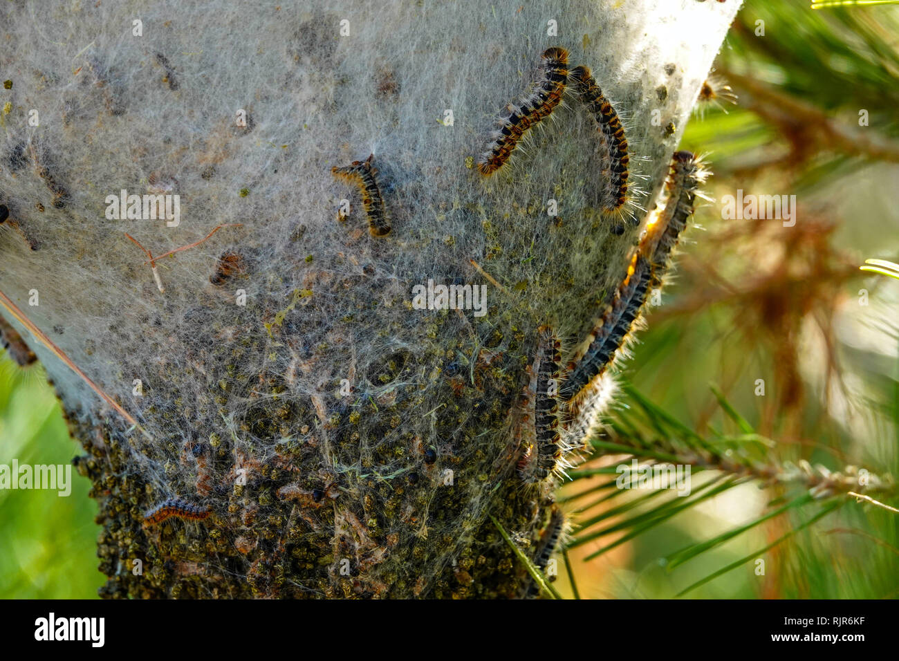 Chenille Irritante Banque D Image Et Photos Alamy