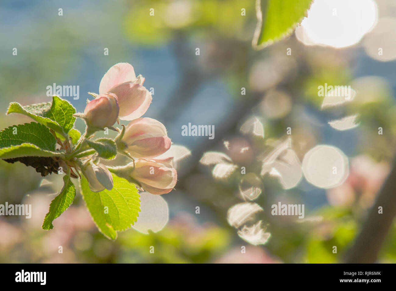 Fleurs de Printemps à apple et sun light Banque D'Images