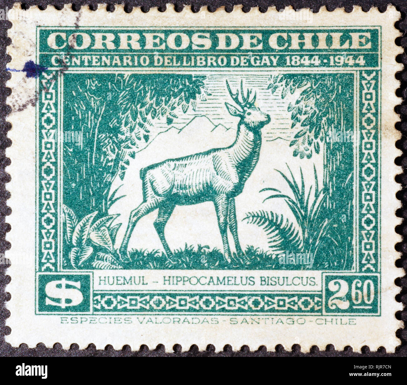 Cerf des Andes du Sud sur l'ancien timbre chilien Banque D'Images