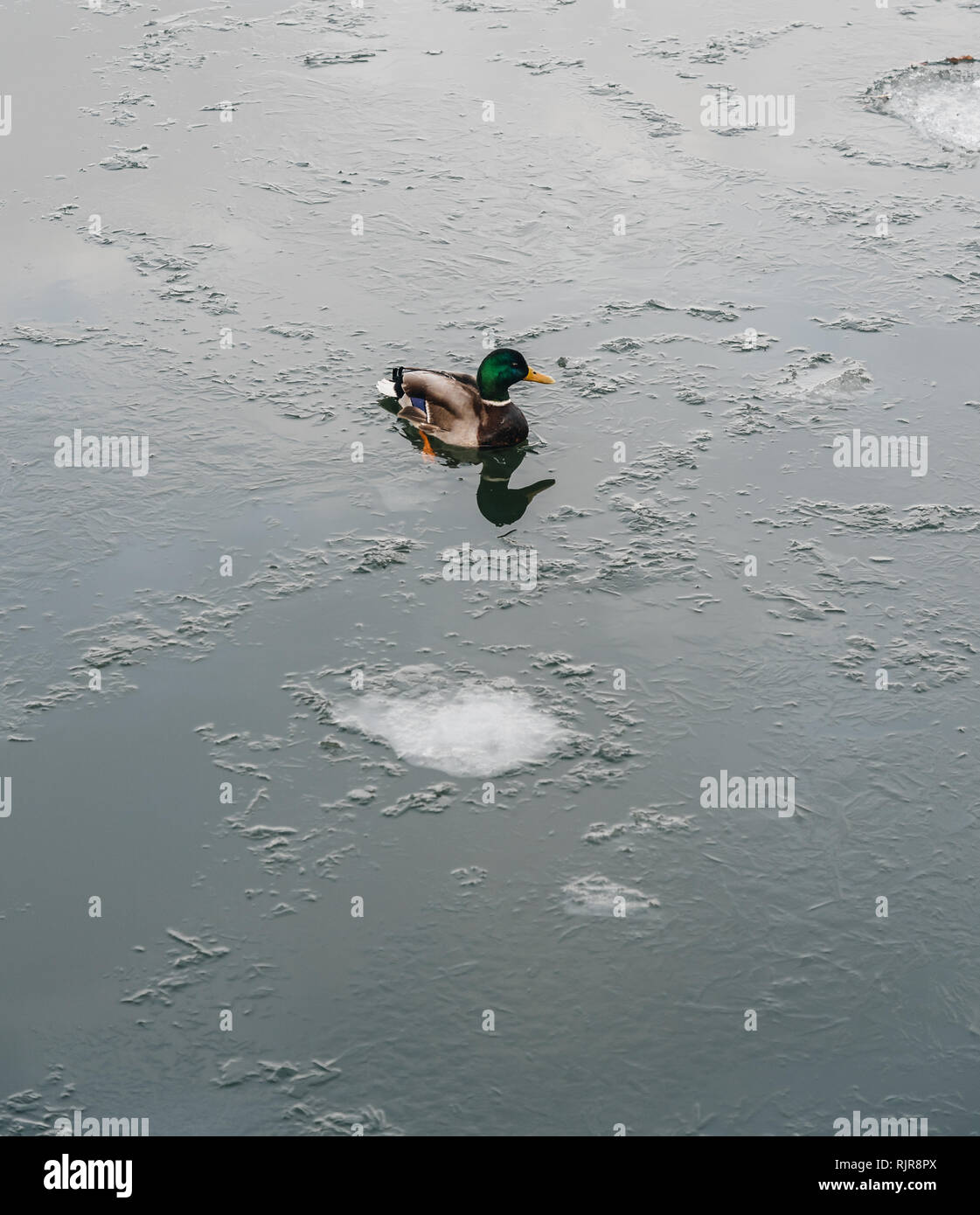 Canard solitaire nager en eau froide d'hiver avec de la glace, Helsinki Finlande Banque D'Images