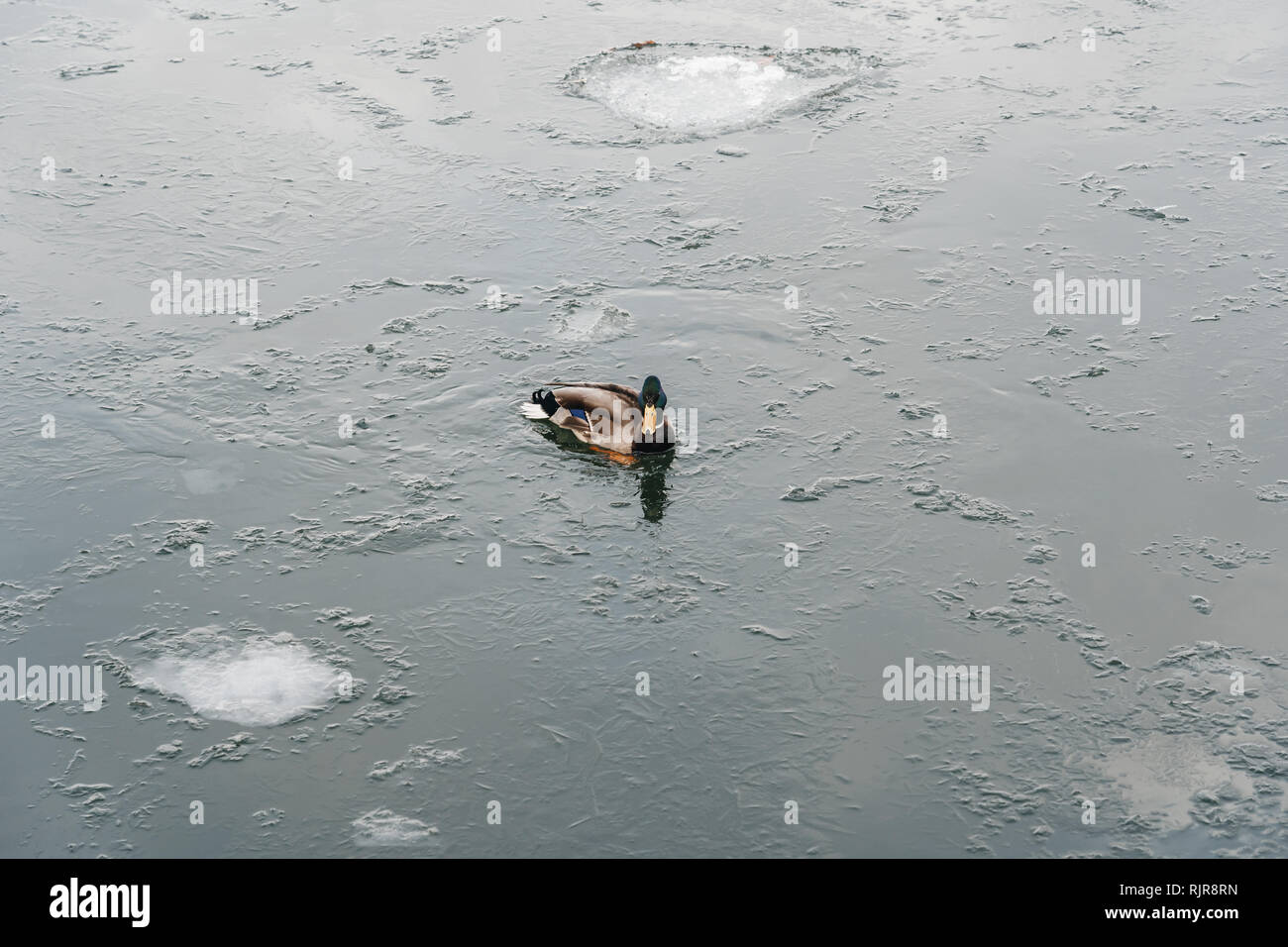 Canard solitaire nager en eau froide d'hiver avec de la glace, Helsinki Finlande Banque D'Images