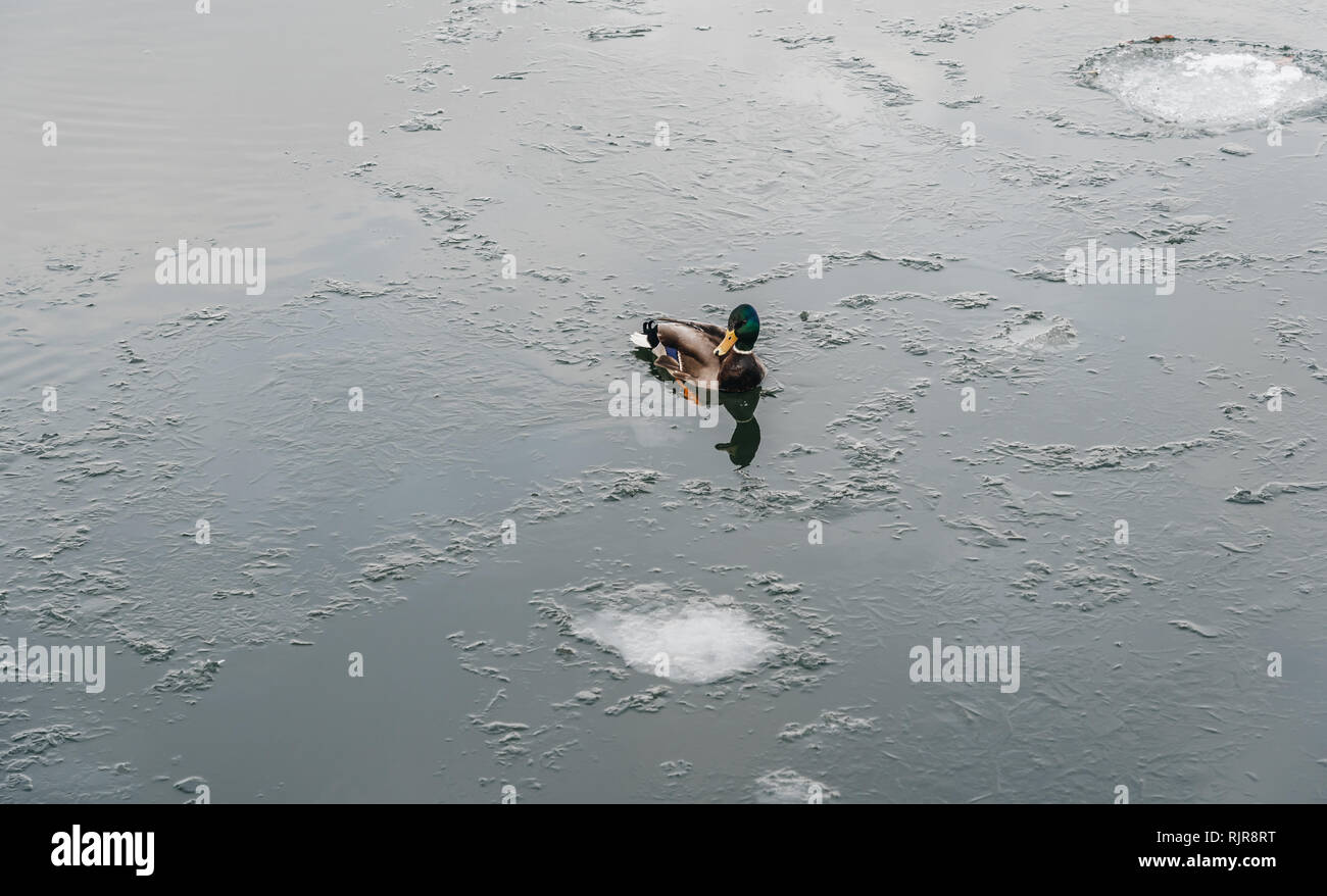 Canard solitaire nager en eau froide d'hiver avec de la glace, Helsinki Finlande Banque D'Images
