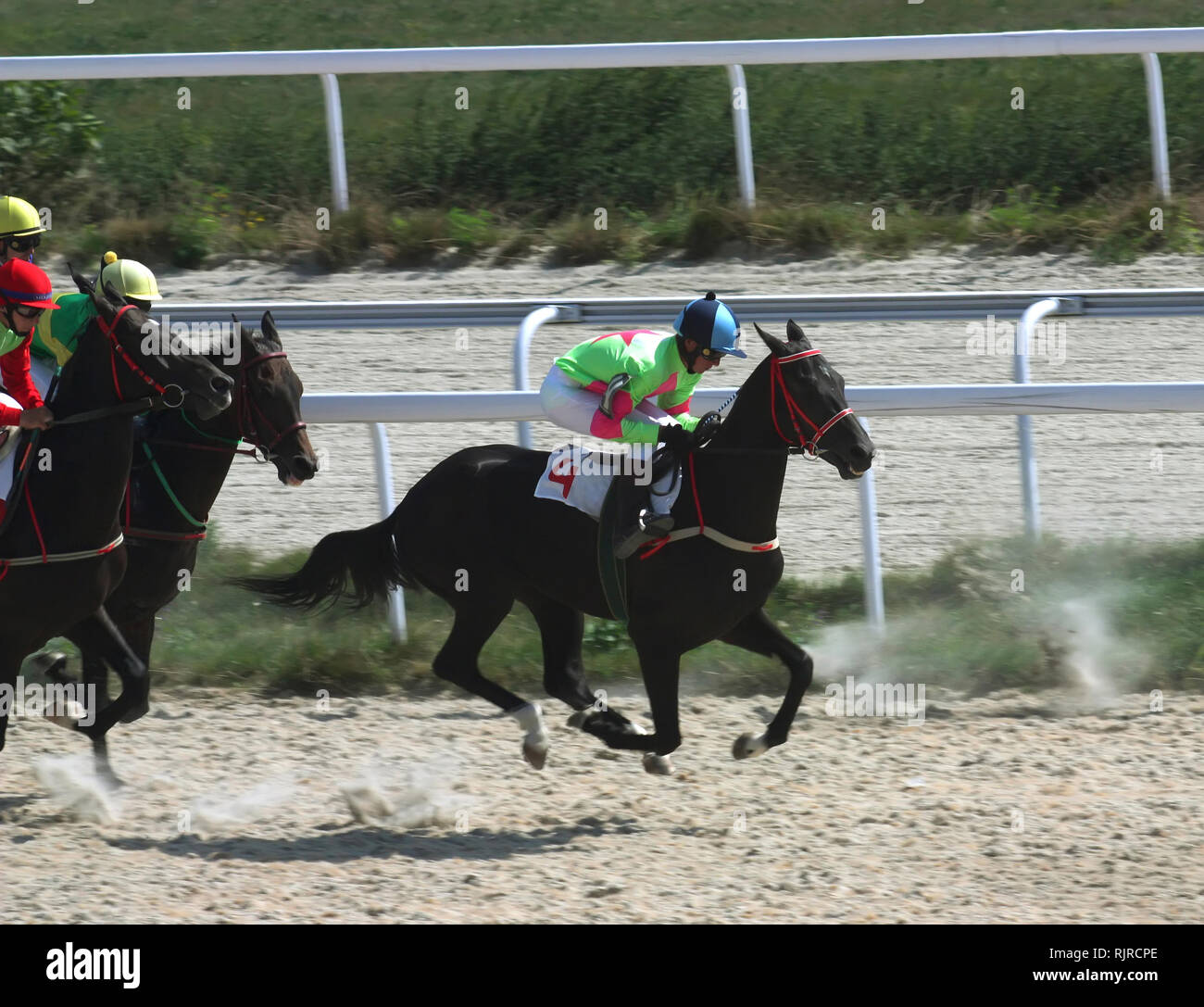 Piatigorsk, RUSSIE - Août 8:La course pour remporter le prix de l'Gundagara sur chevaux Akhal-teke;le jockey Lihachev Gurciev,Mardanov,et Smirnov. 8 août ; Banque D'Images