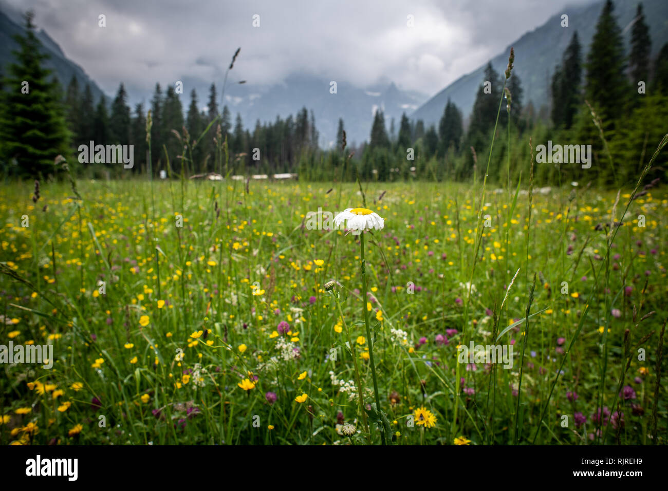 Une fleur blanche parmi un champ de fleurs en face des montagnes Tatras n le Parc National des Tatras, dans la voïvodie de Petite-Pologne (Pologne). Banque D'Images