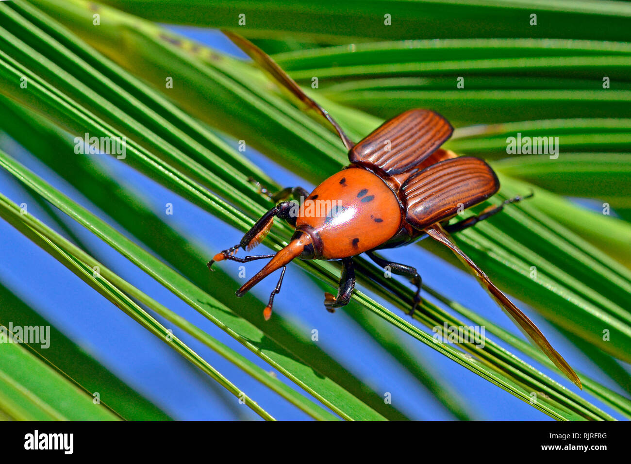 Charançon rouge des palmiers (Rhynchophorus ferrugineus) sur l'île des Canaries (Phoenix canariensis), à l'été 2018 en Catalogne, Espagne. Les larves nuisibles, à Da Banque D'Images