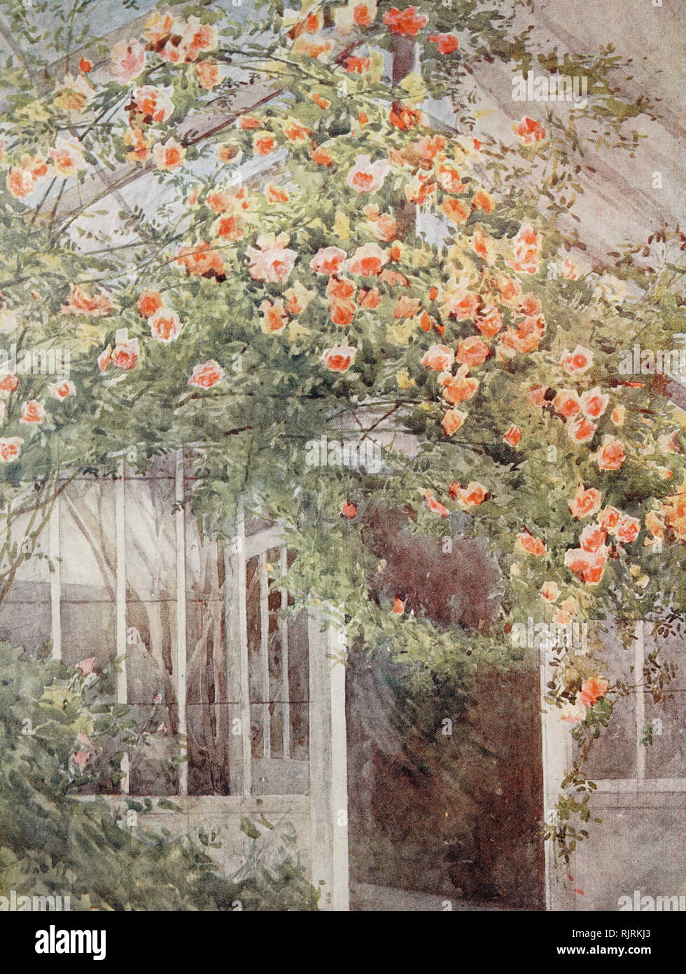 Roses" 1928 illustration par Margaret Helen Waterfield (1863-1953), peintre anglais Banque D'Images
