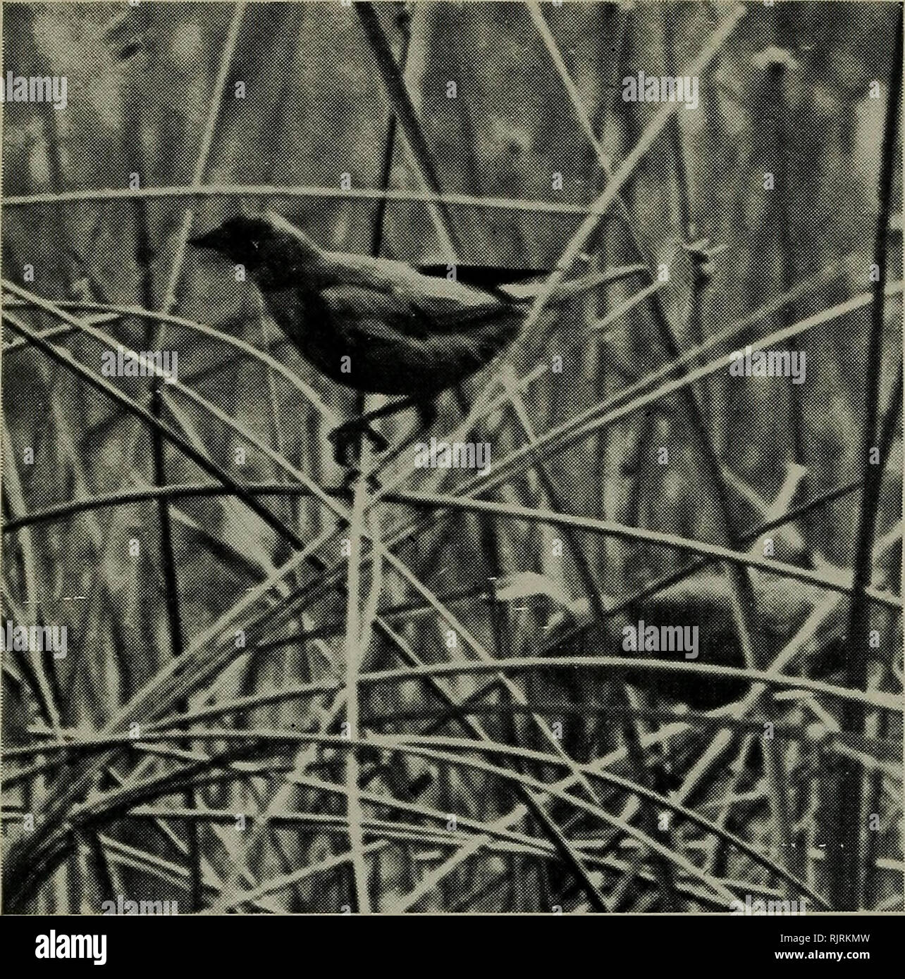 Le Bulletin Annuel Daudubon Les Oiseaux Les Oiseaux 42