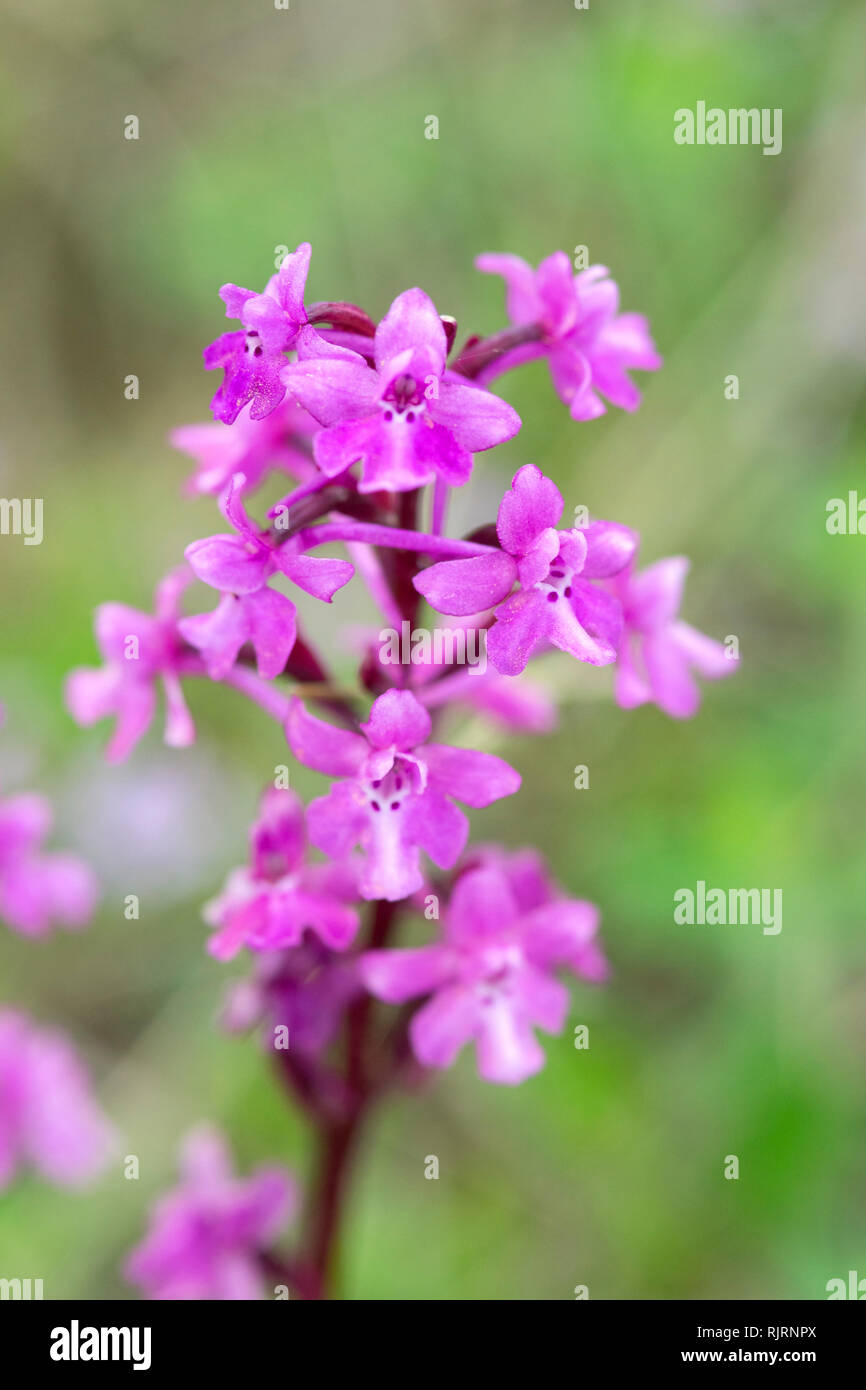 Four-spotted Orchid Orchis quadripunctata, Matera, Basilicate, Italie Banque D'Images