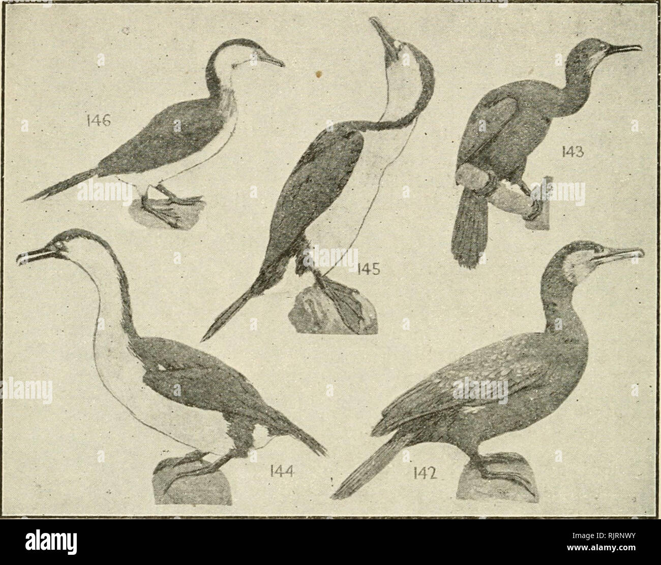 . Un livre d'oiseaux : un livre de poche pour une utilisation sur le terrain. Les oiseaux -- Identification de l'Australie. 68 UN LIVRE D'OISEAUX.. Commander XIV.-PELICANIFORIMES. F. 59. Phalacrocoracidés (5), des cormorans, 42 sp. -16(14)A., 6(2)0., 7(3) P., 6(5)E., 10(4)Nc., 9(6)N1. 5 142 Cormorant, (noir), Black Shag, PTia/acrocoraic carbo. 42 A., T,, N.Z., COS. exc. S. Am. c. lagunes, brillant 35 mer vert noirâtre ; côté du cou, le visage blanc de Buffy l'huile blanche ; cuisses ; f., sim. Le poisson. être libre. Des représentants des six familles sont trouvés en Australie. Ces oiseaux sont les pêcheurs par excellence. Dans la première famille venir le bien Banque D'Images