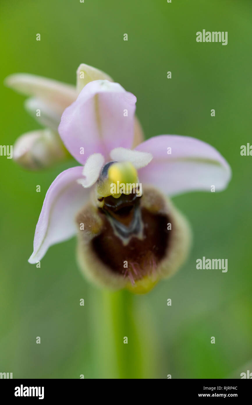 Wild Orchid Ophrys tenthredinifera, Orchideaceae, Matera, Basilicate, Italie Banque D'Images
