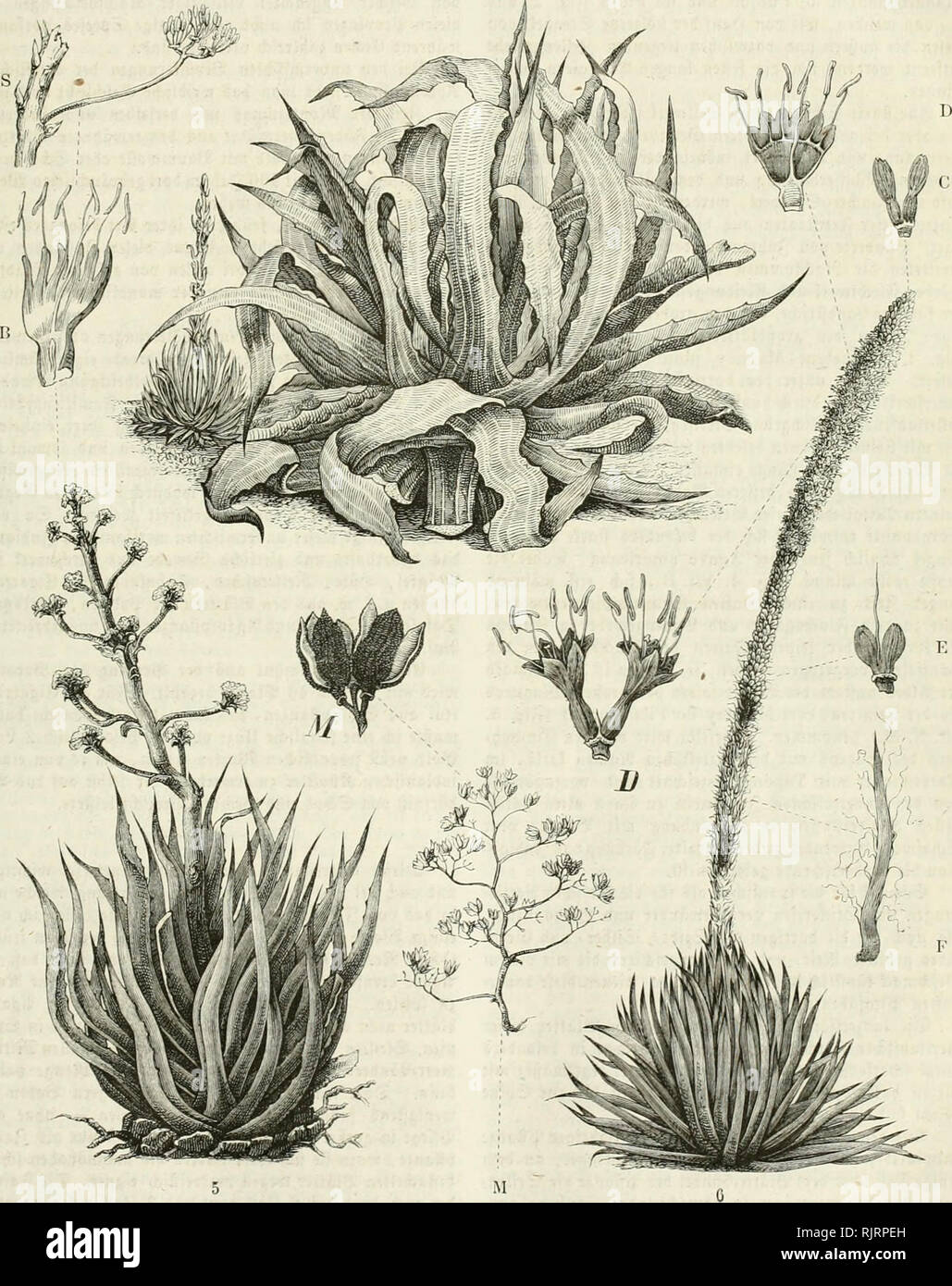 . Aus der Heimath. Natural history ; histoire naturelle -- Allemagne. Biinne ßagc Sine 7374 feftcrcm öon llfl !3''-'''''f6f umgiebt btc Pou ben 5(;tofen fvätcren ültejrifancrn bcn unb ali '^Japicr, innern grobem (^^^ünbel glänjonb fftf ali grüner gdittor}^* gleid bcm Jal.n)ruä rcb 9leg)ptct, ju j'^ilberfd)ren 23Uoberjug Dbcrfladjc beä rifton bie 331^ « ädifi attf unb une beiiuljt bcr, wie im TOiifcum ^u bie DJicjrito aufbeteal^rten. €pi(je JU tjörnartigen bunffer ^in gefärbten orn UO. 'TOanufcri jeigen Tev. Dix greifen fo luie ben auSgcbrci" une auä bidUer)iefe äußere 3&gt ;^1&Lt ;^« tcfet fd)unb Banque D'Images