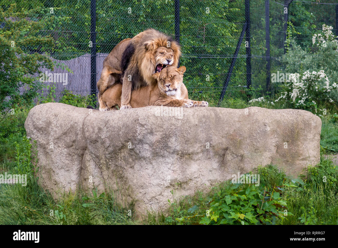 Couple De Lions Dans L Amour Photo Stock Alamy