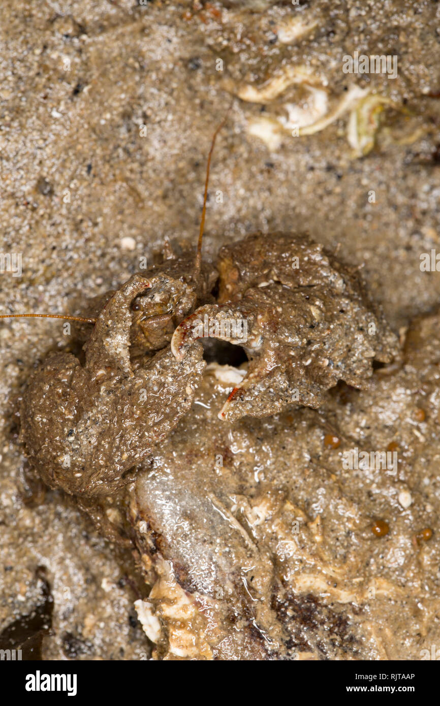 Un crabe porcelaine griffus, Porcellana platycheles, caché sous une pierre de l'eau dans le port de Portland, Dorset, l'ouverture de ses griffes. Les crabes sont Banque D'Images