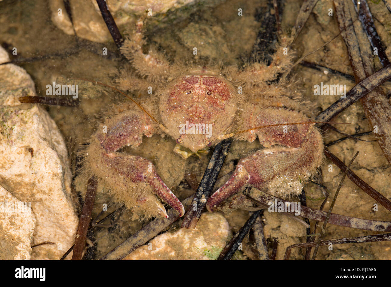 Un crabe porcelaine griffus, Porcellana platycheles, caché sous une pierre de l'eau dans le port de Portland, Dorset. Les crabes sont assez petites avec un Banque D'Images