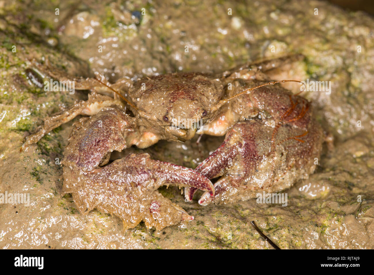 Un crabe porcelaine griffus, Porcellana platycheles, caché sous une pierre de l'eau dans le port de Portland, Dorset. Les crabes sont assez petites avec un Banque D'Images