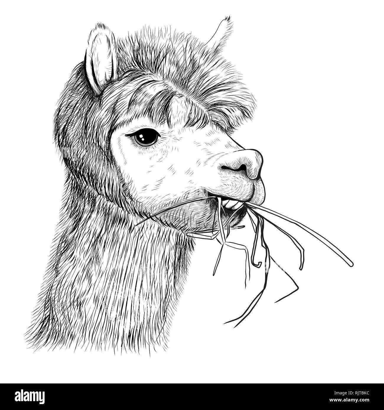 Portrait d'alpagas, lamas. Lama chews grass-sketch Illustration de Vecteur