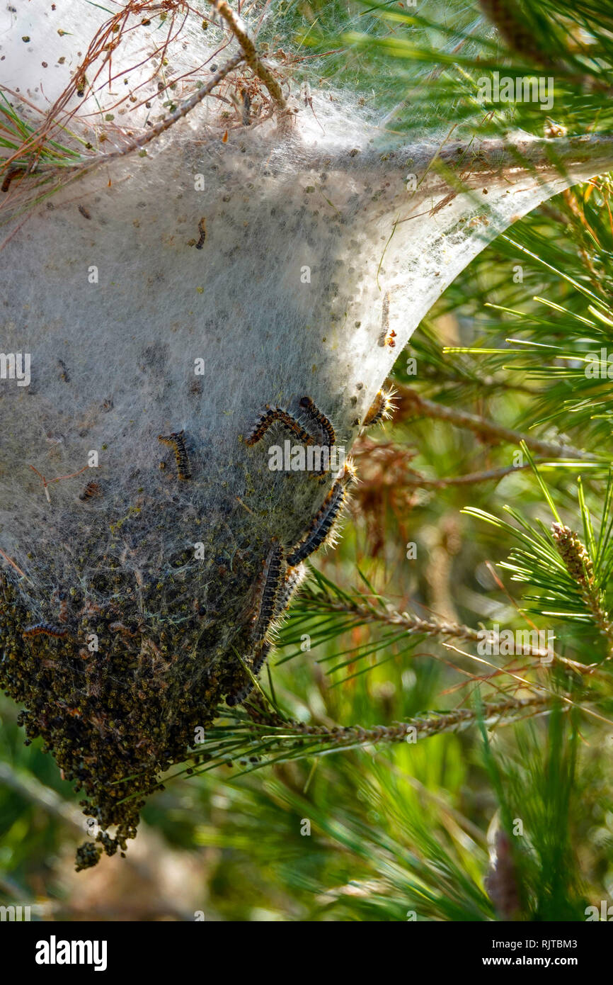 La chenille processionnaire du pin, nid de Caterpillar nom Latin Thaumetopoea pityocampa thaumetopoeidae dans une pinède méditerranéenne ou Pinus pinea pin pierre Banque D'Images