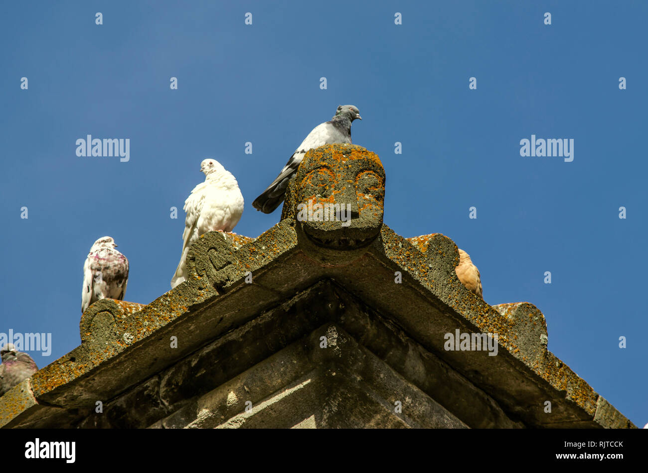 Sur une journée ensoleillée d'automne sur un rebord en pierre du toit d'un édifice médiéval se réchauffe un groupe de pigeons sauvages Banque D'Images