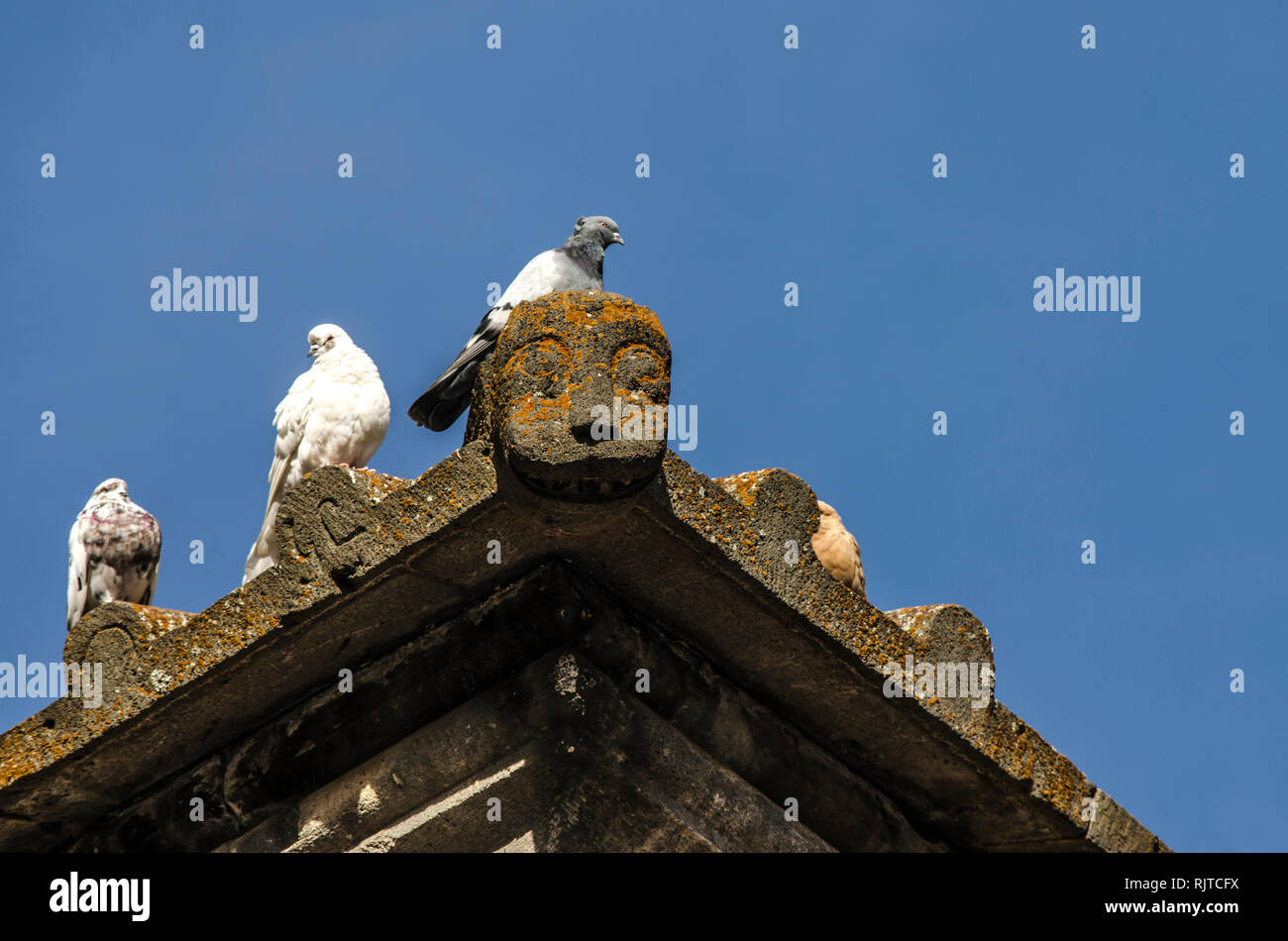 Journée ensoleillée d'automne, un groupe de pigeons sauvages se réchauffer sur un rebord en pierre du toit d'un bâtiment médiéval Banque D'Images