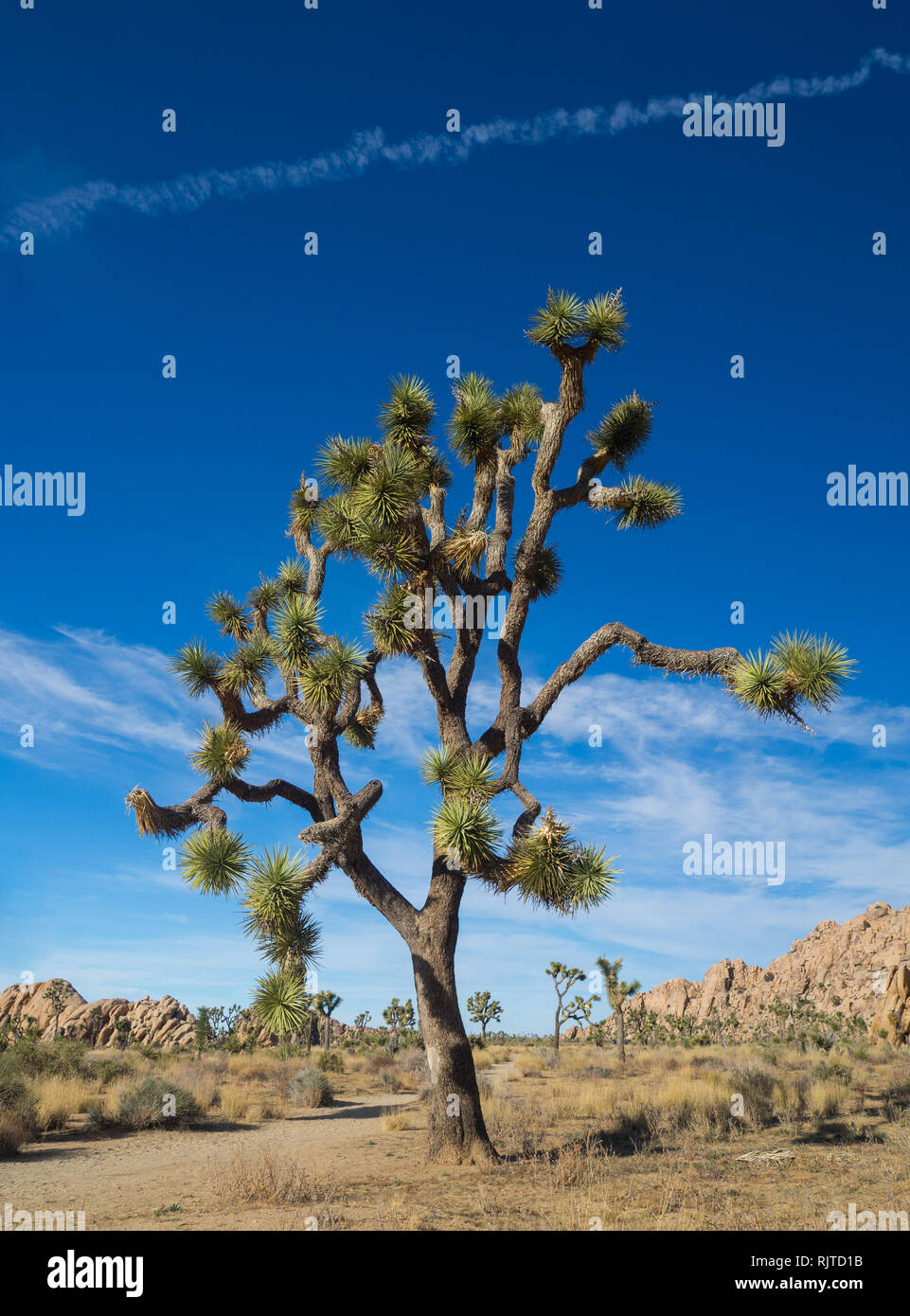 Joshua Tree National Park Banque D'Images