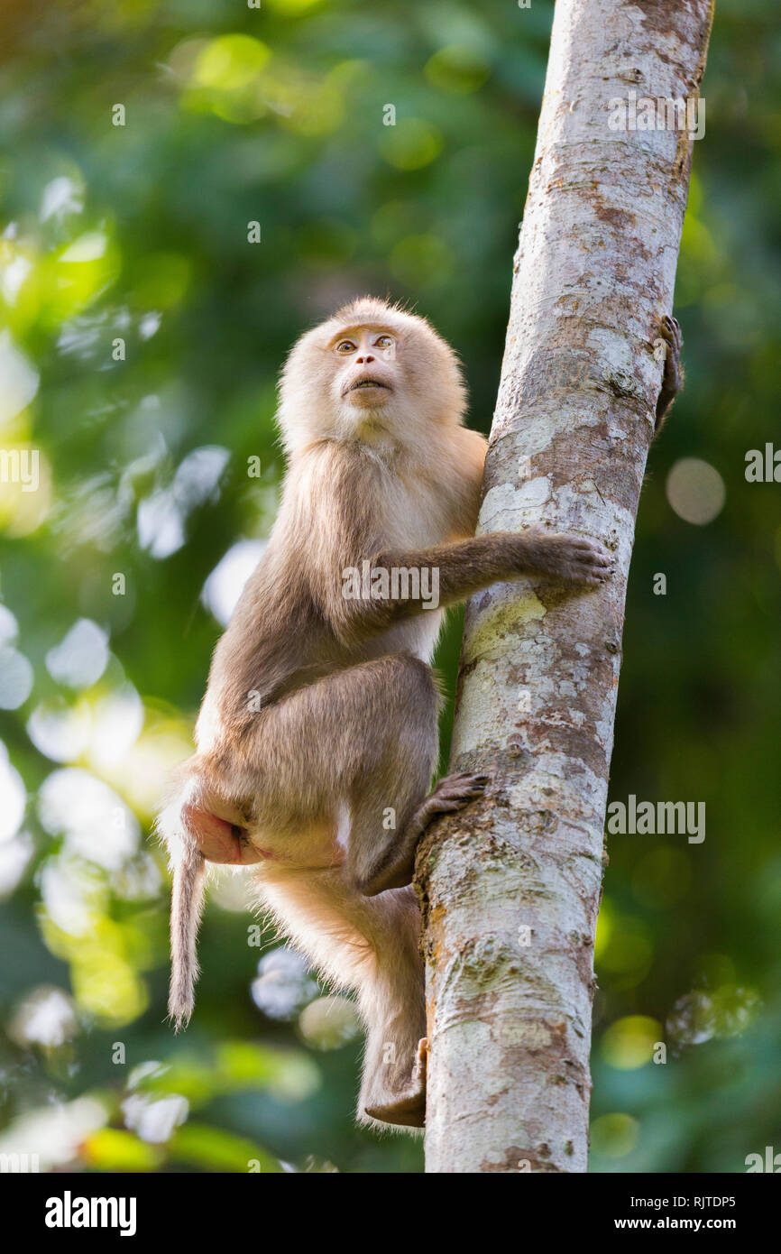 Porc macaque à queue du nord ou Macaca leonina Gibbon Wildlife Sanctuary au nord-est de l'Inde Assam Banque D'Images