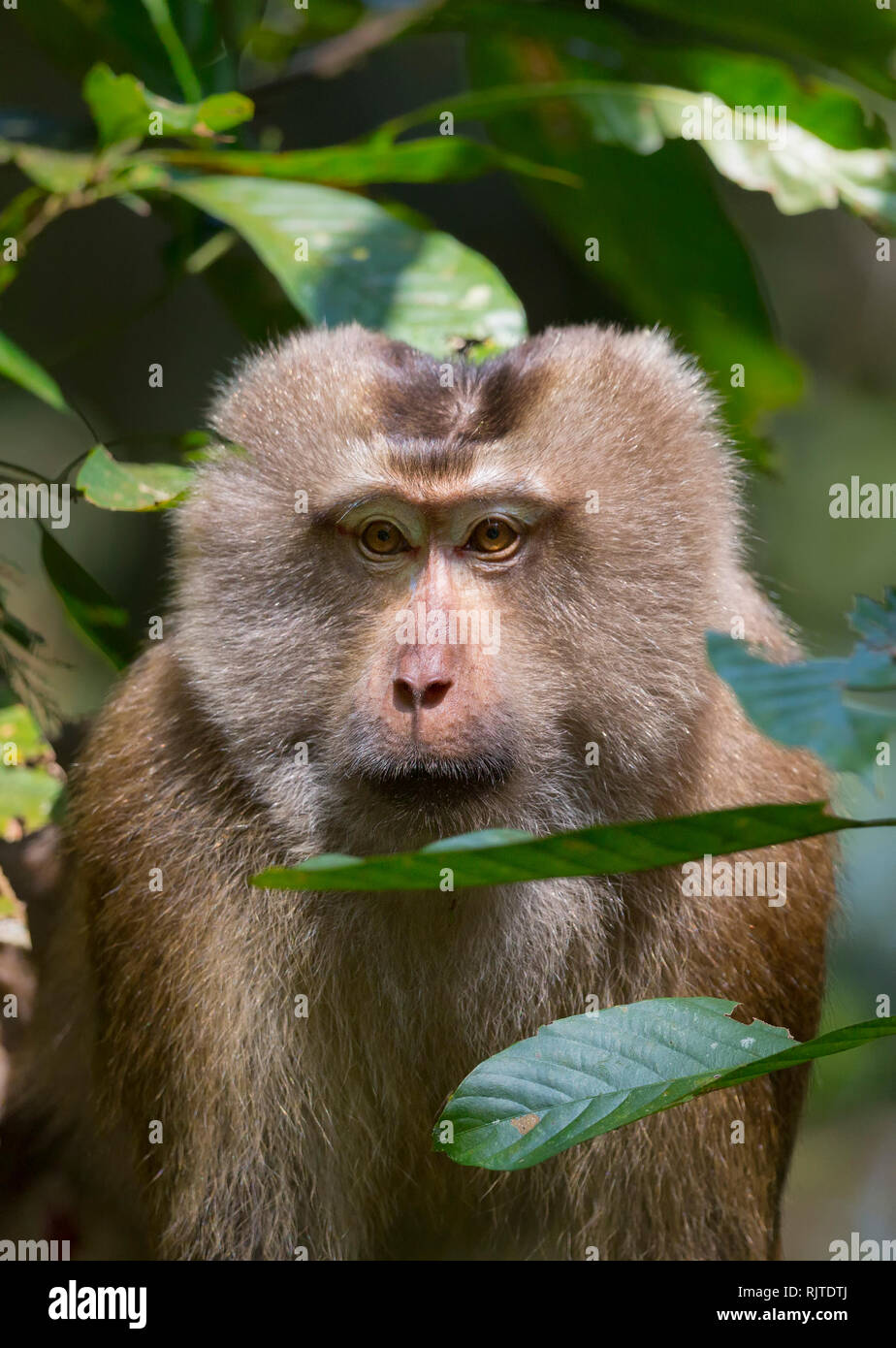 Porc macaque à queue du nord ou Macaca leonina Gibbon Wildlife Sanctuary au nord-est de l'Inde Assam Banque D'Images