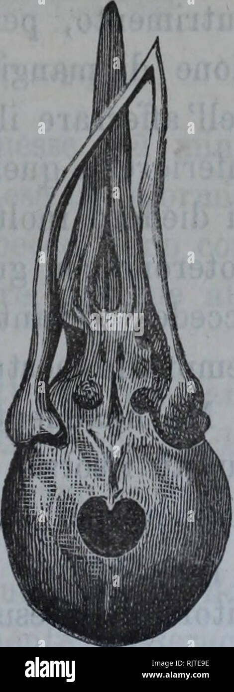 . Atti della SocietÃ italiana di Scienze naturali. L'histoire naturelle. Kg. 2. Il teschio (fig. 3.a) ha tutti i encodage di uno ad appartenente individuo giovanissimo, per la mole e per le sussistenti spiccatissi- moi delle suture ossa. Le ossa della mascella su- periore presentano non parti che si scostino dalla retta conformazione, tanto nella struttura, che nella disposizione e direzione nella. Al contrario le mandibole della mascella inferiore sono am- bedue presentarse rivolte a sinistra. Di esse la destra offre non usura sul margine superiore di al punto incontro della mascella superiore, il Banque D'Images