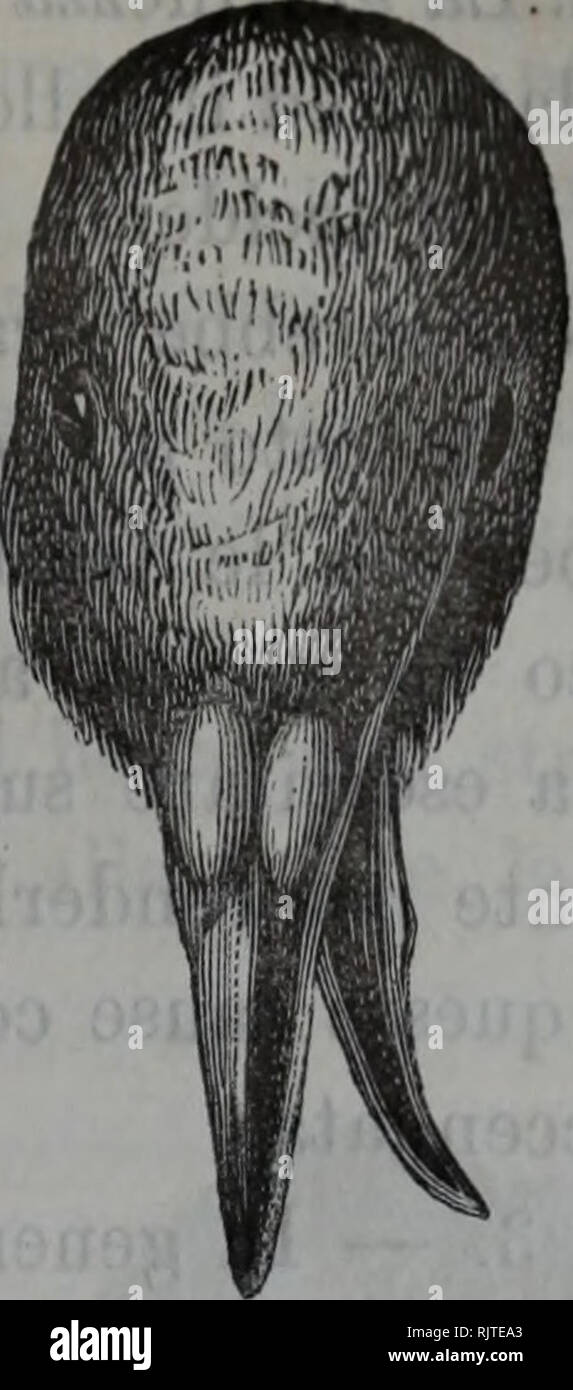 . Atti della SocietÃ italiana di Scienze naturali. L'histoire naturelle. Fig. 1.. Kg. 2. Il teschio (fig. 3.a) ha tutti i encodage di uno ad appartenente individuo giovanissimo, per la mole e per le sussistenti spiccatissi- moi delle suture ossa. Le ossa della mascella su- periore presentano non parti che si scostino dalla retta conformazione, tanto nella struttura, che nella disposizione e direzione nella. Al contrario le mandibole della mascella inferiore sono am- bedue presentarse rivolte a sinistra. Di esse la destra offre non usura sul margine superiore di al punto incontro della mascella supe Banque D'Images