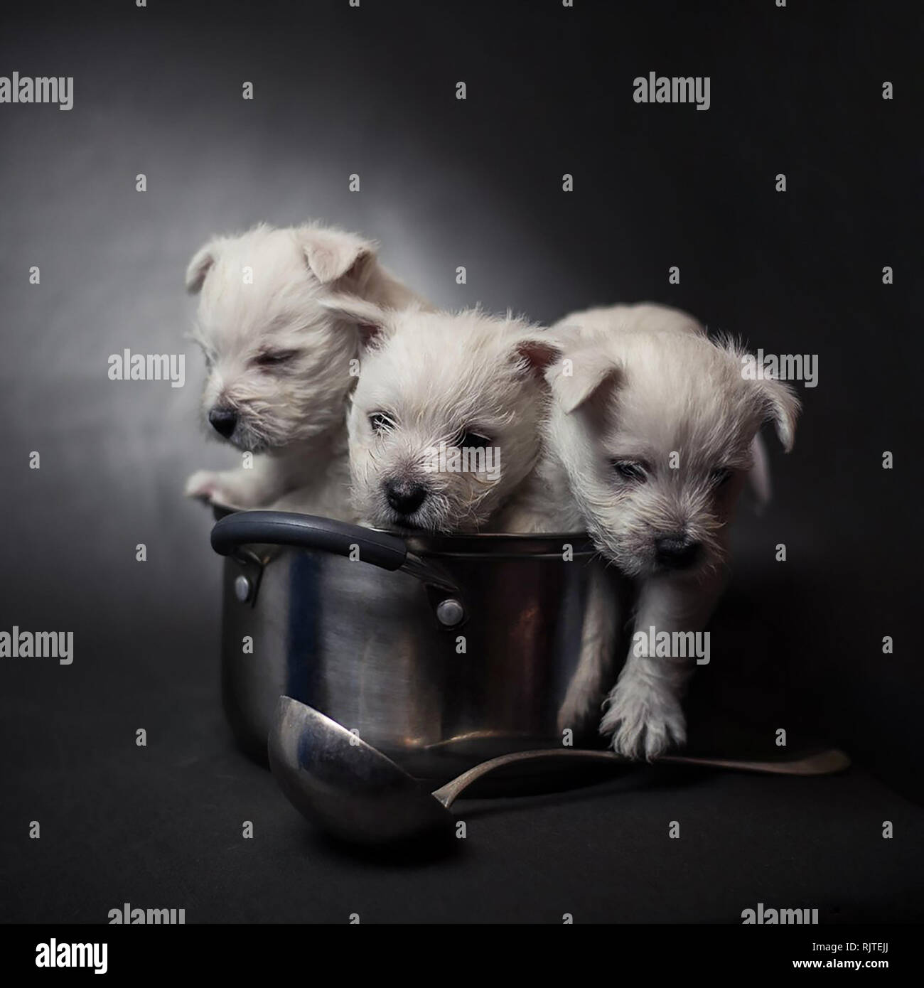 Trois West Highland Terrier chiots dans un pot d'argent à l'aide d'une louche Banque D'Images