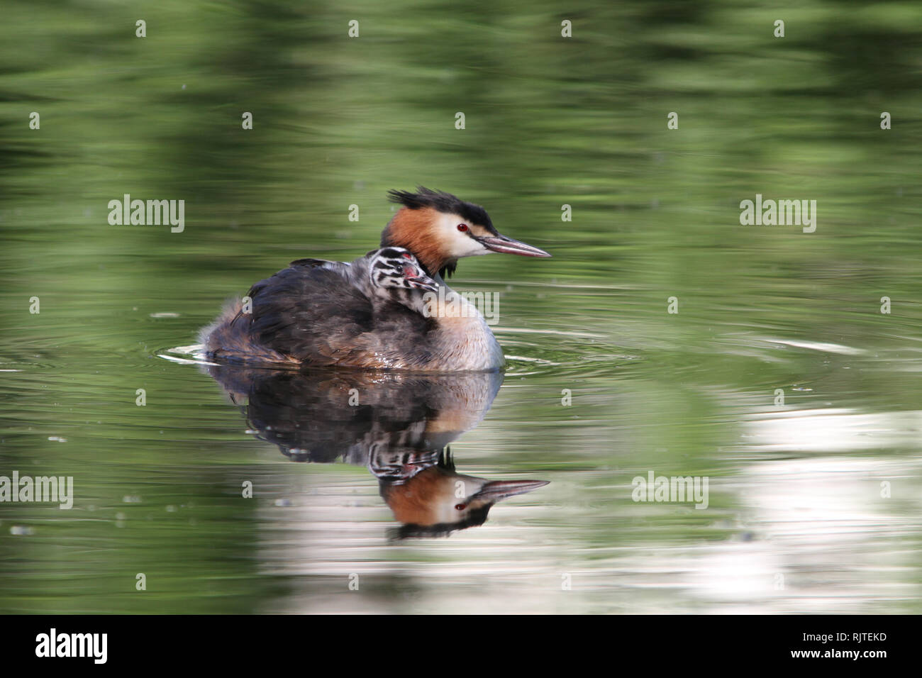 Poussin d'un grèbe huppé sur le dos de sa piscine parent sur un étang Banque D'Images