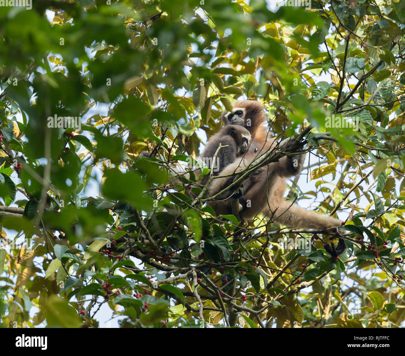 Western Hoolock gibbon hoolock hoolock ou menacées à Assam en Inde Banque D'Images