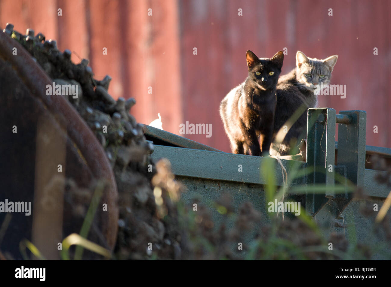 Grange chats sur une ferme laitière dans la région de Kirby, Calédonie County, California, USA Banque D'Images