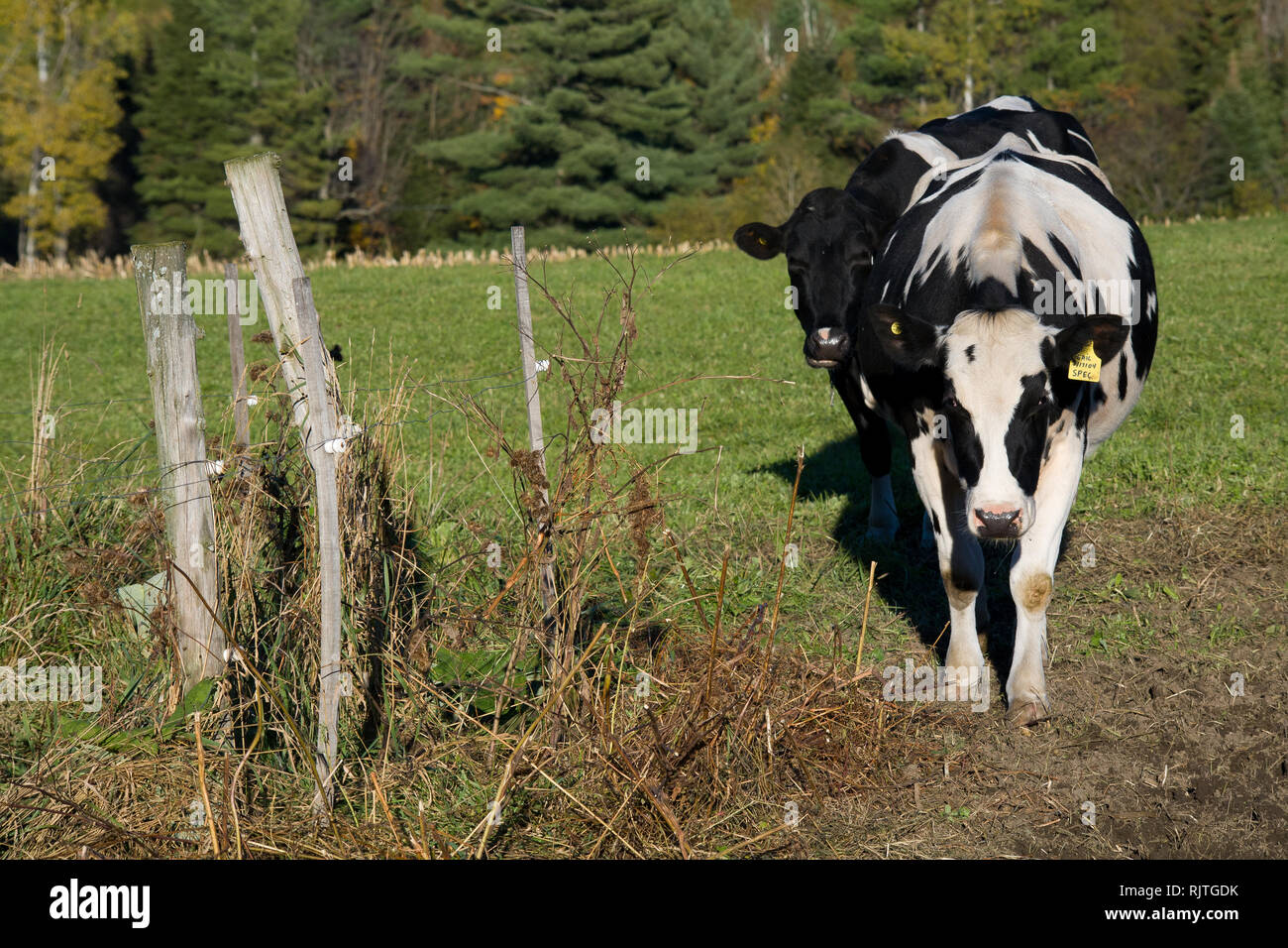 Les vaches laitières Holstein dans un champ dans le comté de Kirby, Caledonia, New York, USA Banque D'Images