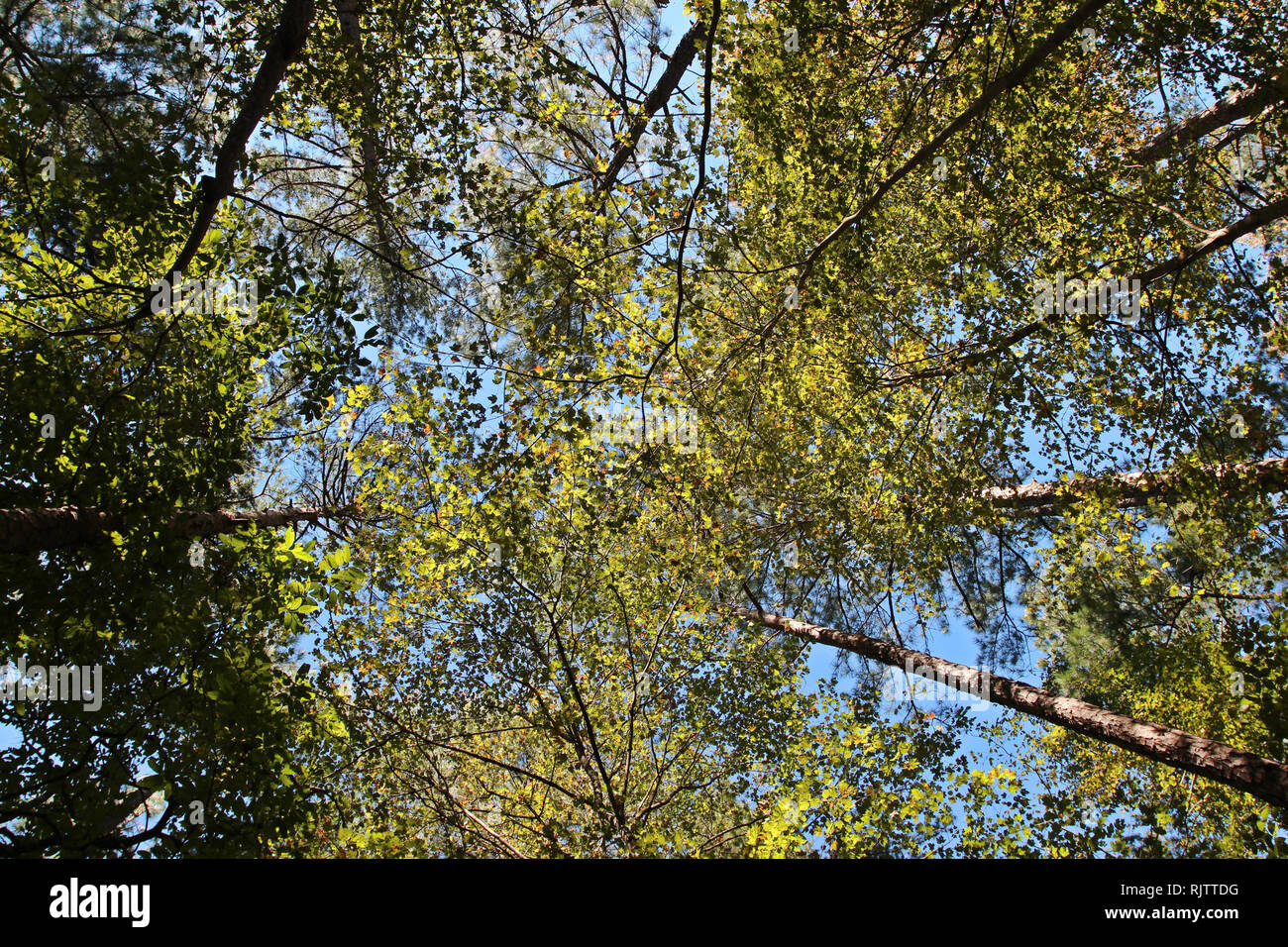 Jusqu'à la canopée d'un arbre en peuplier, Evergreen et divers arbres contre un ciel bleu dans Umstead State Park, North Carolina, USA Banque D'Images
