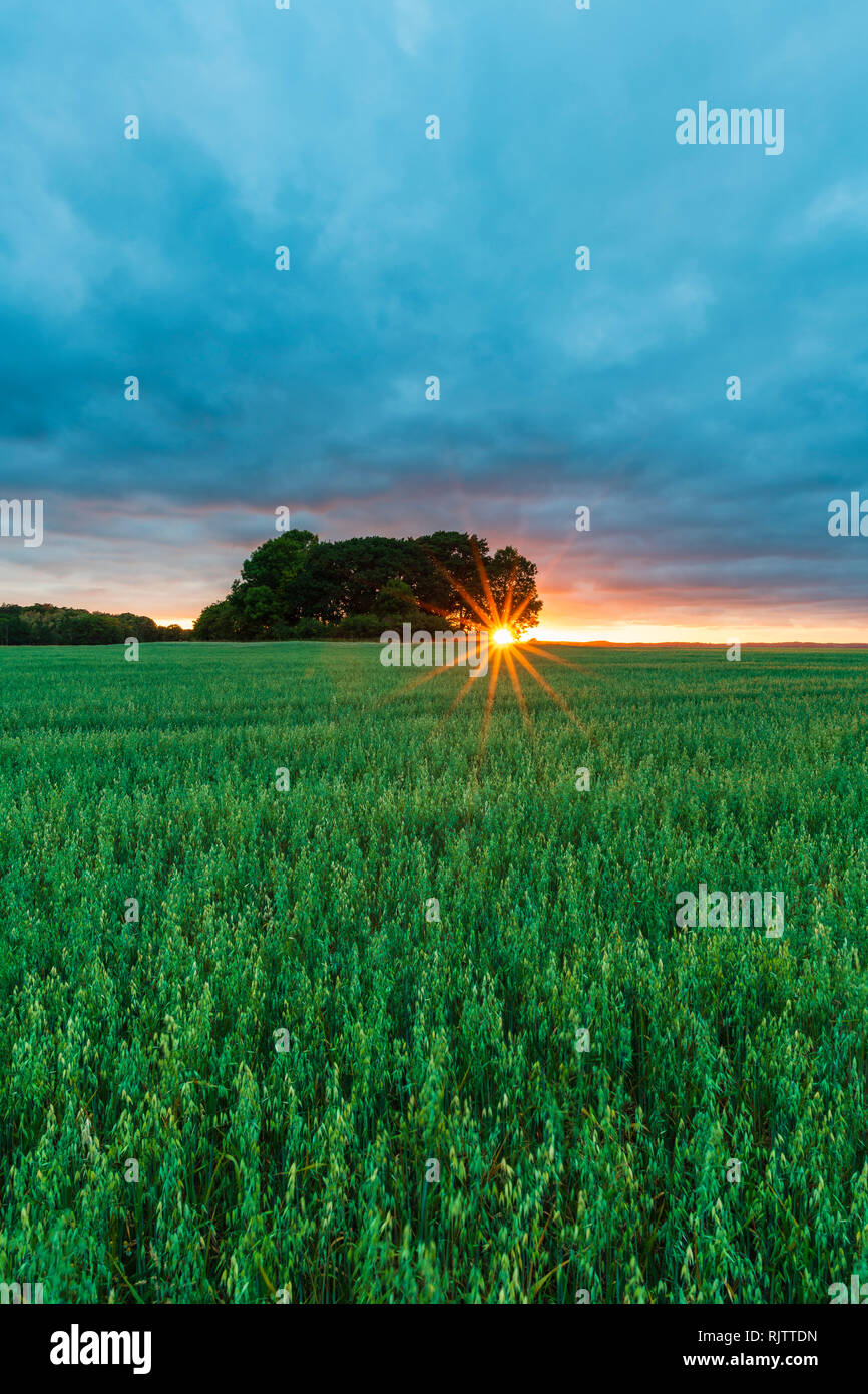 Ciel dramatique et coucher de soleil sur les terres arables, vertical image, Halland, Suède, Europe Banque D'Images