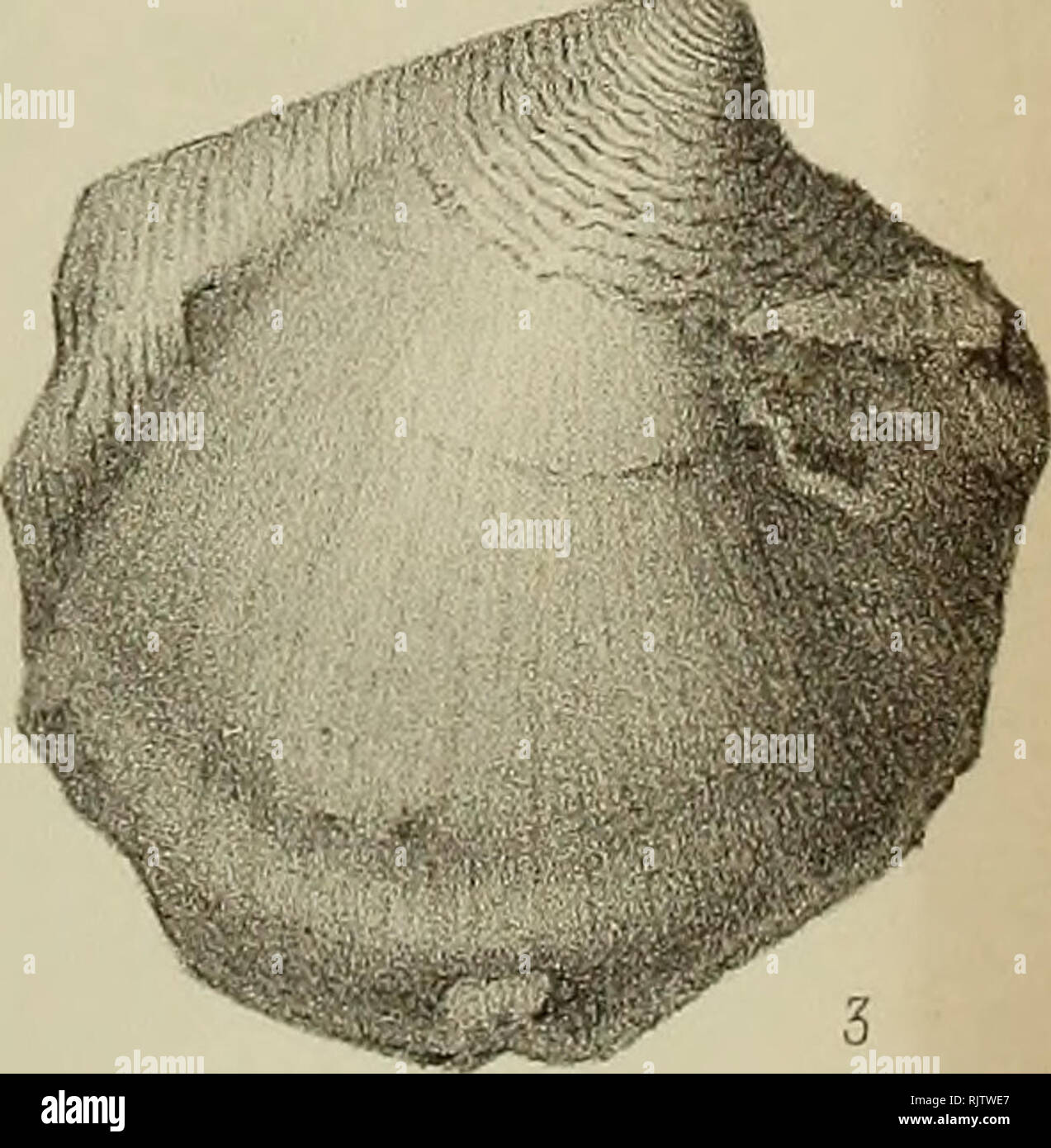 . Atti della Società toscana di Scienze naturali, residente à Pise. L'histoire naturelle ; Sciences ; Sciences. G. Gioii Cristofam litografò LitaA disegno -.Paris. Firenze-Roma.. Veuillez noter que ces images sont extraites de la page numérisée des images qui peuvent avoir été retouchées numériquement pour plus de lisibilité - coloration et l'aspect de ces illustrations ne peut pas parfaitement ressembler à l'œuvre originale.. Società toscana di Scienze naturali. [S. l.  : S. n. ] Banque D'Images