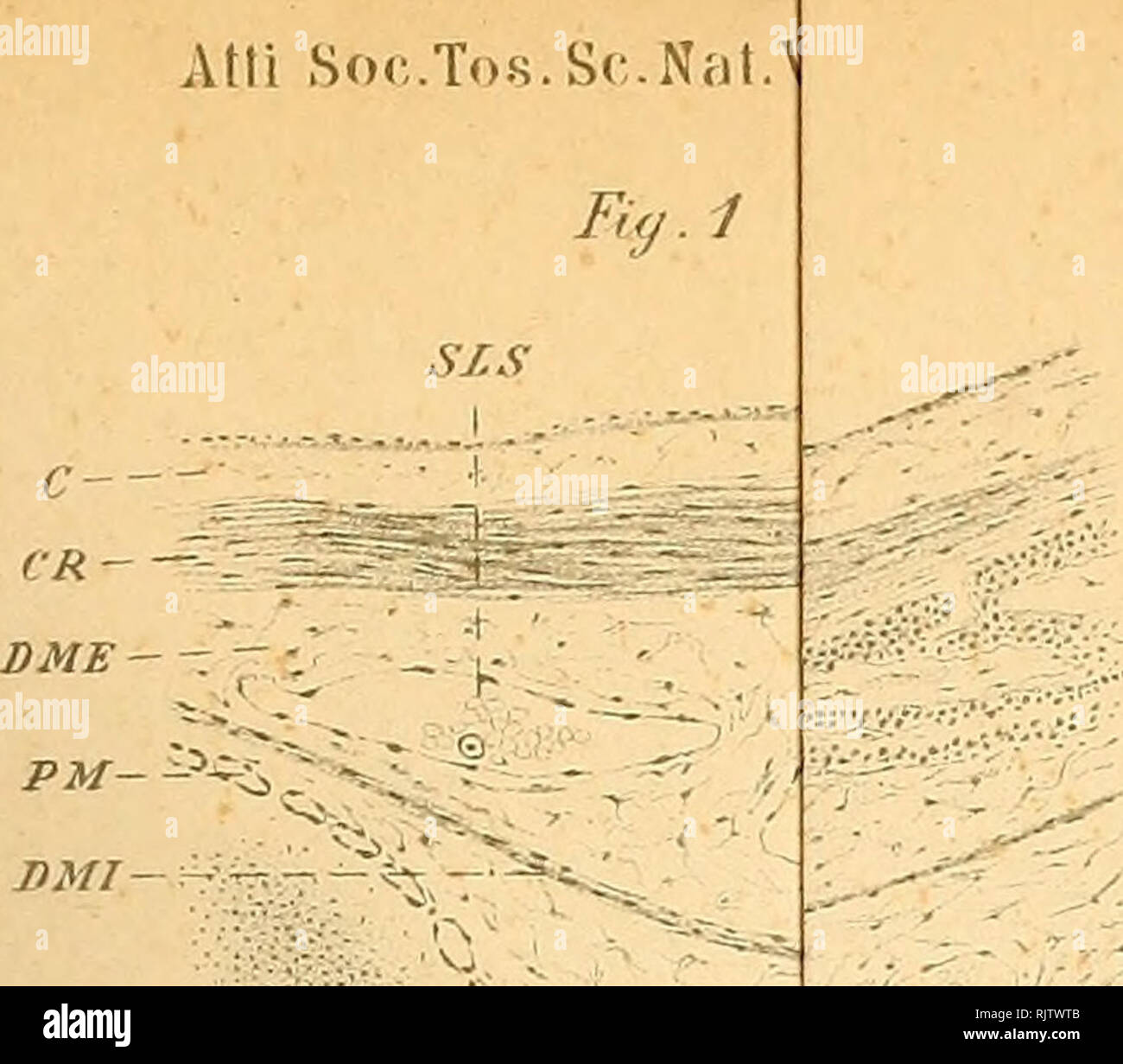 Atti Della Societa Toscana Di Scienze Naturali Residente A Pise L Histoire Naturelle Sciences Sciences T Ss X A Ti Ta Sr Pm Sss Amp Fer W